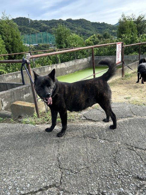 メス犬の三日（ミカ）｜大喜多　登(おおきた　のぼる)ブリーダー(愛媛県・甲斐犬・甲斐犬愛護会登録)の紹介写真2