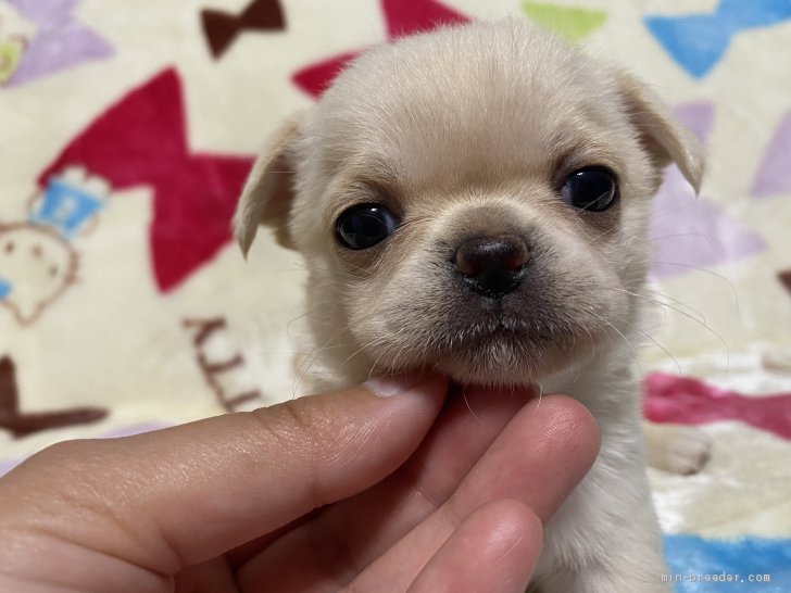 落合沙也香ブリーダーのブログ：いちご大福ちゃん♡