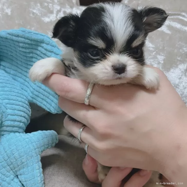 チワワ(ロング)【茨城県・男の子・2024年9月25日・ブラックタンホワイト】小ぶり予想です！🐶👑  ̖́-｜みんなのブリーダー（子犬ID：2411-01138）