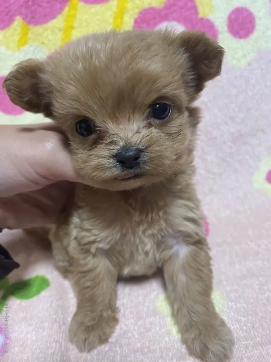 チワプー 様のお迎えした子犬