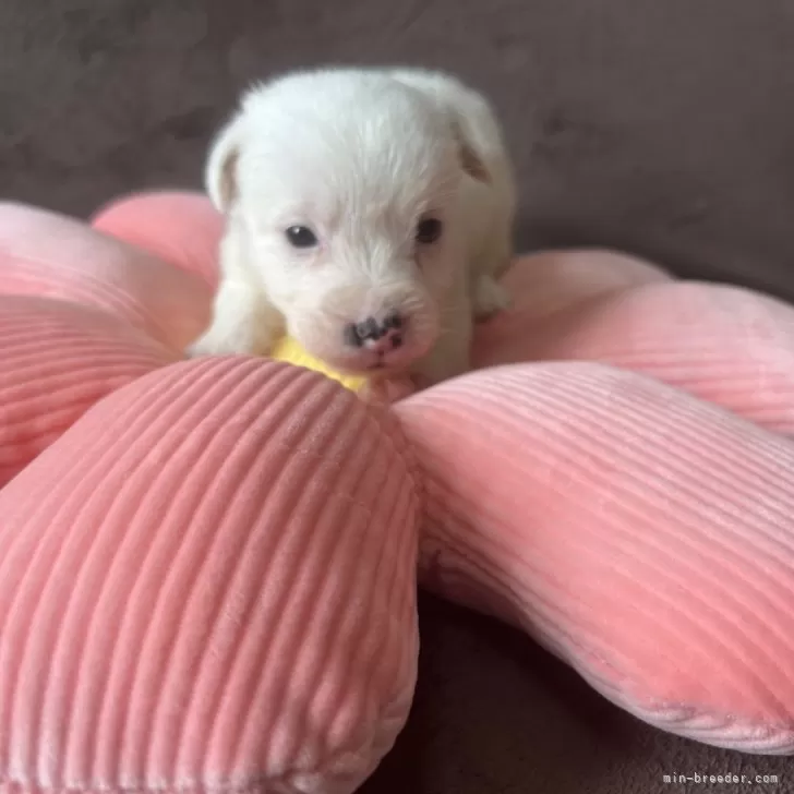 パレハ 様のお迎えした子犬