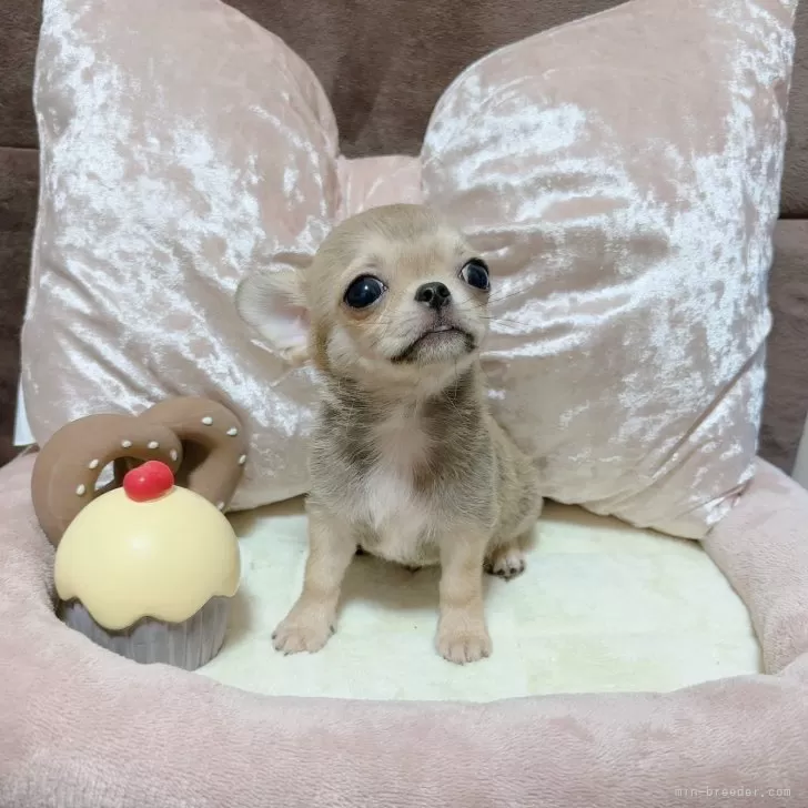 Y.T 様のお迎えした子犬