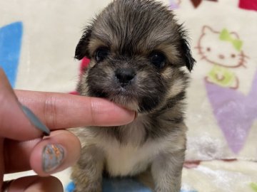 ペキチワ【茨城県・男の子・2021年6月23日・フォーン】の写真「ペッタンコな僕タン♡ฅ∪>ω<∪ฅわん♪」