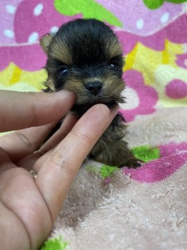 チワワ(ロング)×ヨーキー【茨城県・男の子・2020年11月3日・ブラックタン】の写真「顔立ちはっきりしていて、将来が楽しみ♥」