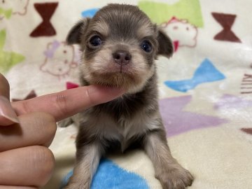 チワワ(ロング)【茨城県・男の子・2022年2月7日・イザベラタン】の写真「滅多に出ないカラーです♡PRAクリア」