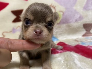 チワワ(ロング)【茨城県・男の子・2021年7月4日・イザベラタン】の写真「レアカラーのイケメン君♡PRA発症しません」