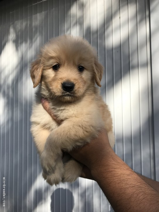 ゴールデンレトリバー 岡山県 男の子 年10月7日 ゴールデン やんちゃ坊主 みんなのブリーダー 子犬id 11