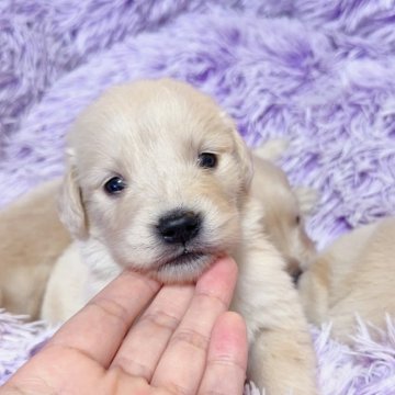 ゴールデンレトリバー【岡山県・女の子・2024年4月6日・ゴールデン】の写真「人間大好き❣😁会いに来てください❤️」