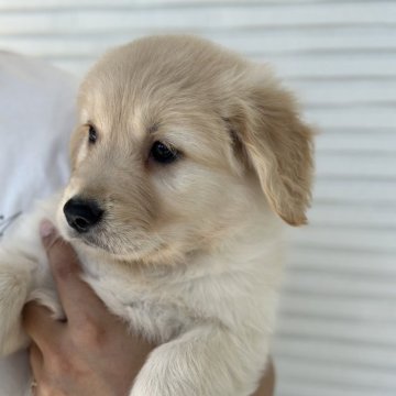 ゴールデンレトリバー【岡山県・女の子・2024年4月16日・ゴールデン】の写真「色白ちゃん❣️可愛い〜💕」