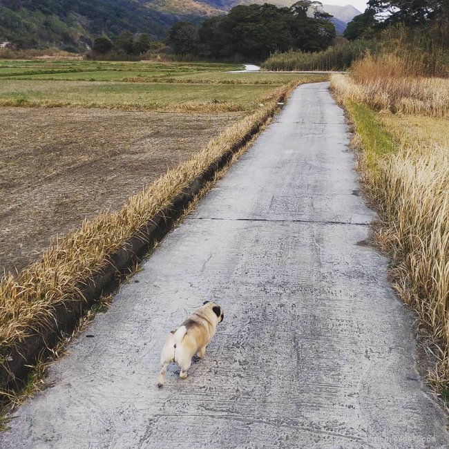 山も近いので(笑)、たくさん走れます。｜中原　慎也(なかはら　しんや)ブリーダー(鹿児島県・パグ・JKC登録)の紹介写真2