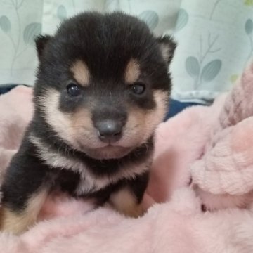 柴犬(豆柴)【千葉県・男の子・2025年1月4日・黒】の写真「小さな男の子」