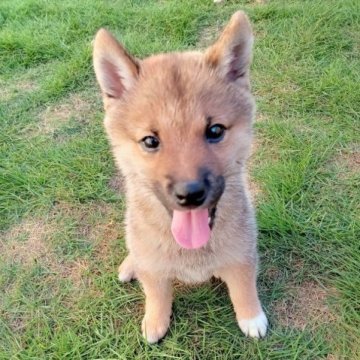 柴犬(豆柴)【千葉県・男の子・2023年5月16日・赤】の写真「元気で甘えん坊な男の子です。」