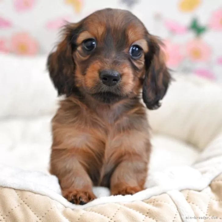 ID：2504-00676の子犬
