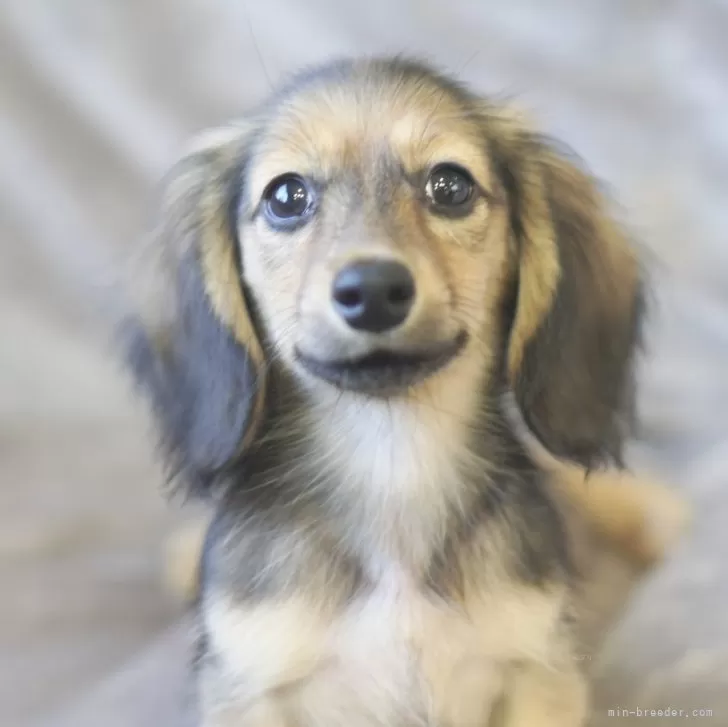 いち 様のお迎えした子犬