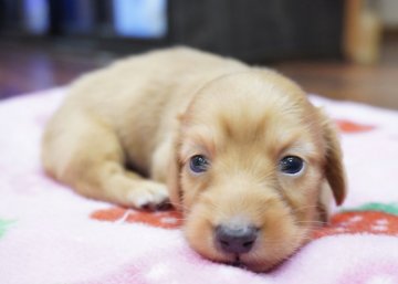 カニンヘンダックスフンド(ロング)【滋賀県・男の子・2020年7月4日・イエロー】の写真「お姉ちゃんはペディグリーアワード 受賞犬！！」