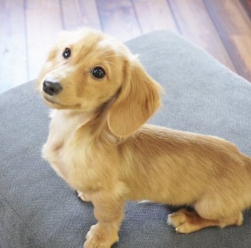 カニンヘンダックスフンド(ロング)【滋賀県・男の子・2019年8月4日・イエロー】の写真「父犬シュープリームドッグ‼️
金色に光って見えます」