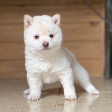 柴犬(豆柴)【高知県・女の子・2024年10月21日・白】の写真「豆柴専門20年　6代目の女の子」