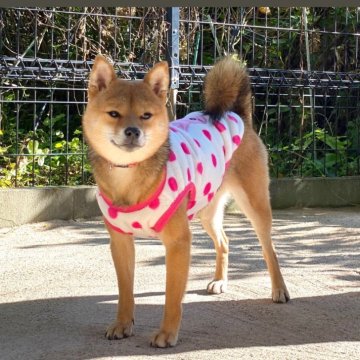 柴犬(豆柴)【高知県・女の子・2023年7月6日・赤胡麻】の写真「豆柴専門20年　6代目のレアカラーの極小元気女の子」