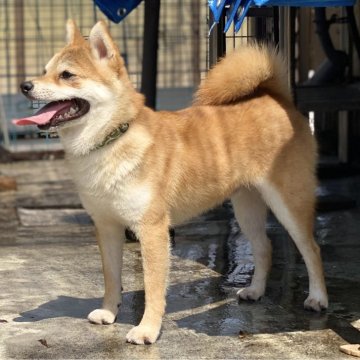 柴犬(豆柴)【高知県・男の子・2023年10月15日・赤】の写真「豆柴専門20年　7代目の極小男の子②」