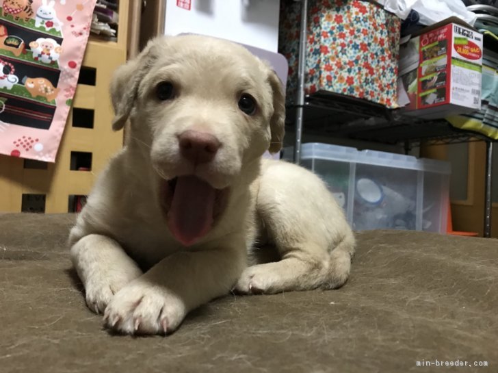 チェサピークベイレトリバー 女の子 デッドグラス 18 12 01生まれ 兵庫県 子犬id 1812 今のところ一番大きい 元気な女の子 みんなのブリーダー