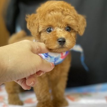 トイプードル(タイニー)【宮崎県・男の子・2023年7月12日・レッド】の写真「ティーカップ大きめからタイニー小さめ予想」