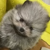 ポメラニアン