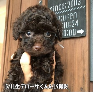 トイプードル(タイニー)【鹿児島県・男の子・2018年5月11日・ブラウン】の写真「デカ目の激カワプリンスくん♪」