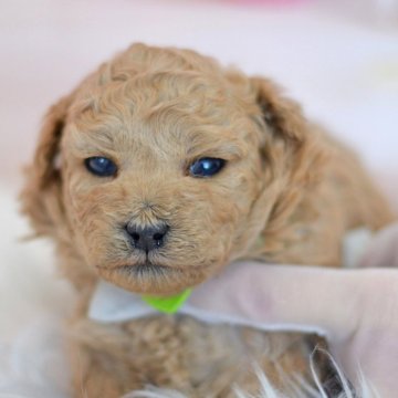 ミックス(トイプードル×ミックス)【埼玉県・女の子・2025年1月19日・アプリコット】の写真「見た目プードル☆抜けにくい毛質」