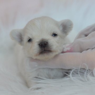 ミックス(トイプードル×ミックス)【埼玉県・男の子・2025年1月19日・ホワイト】の写真「プードル寄りの抜けにくい毛質☆現在280g」