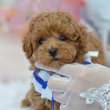 トイプードル(タイニー)【埼玉県・女の子・2024年9月23日・レッド】の写真「薄いレッド☆小さめタイニーサイズ」