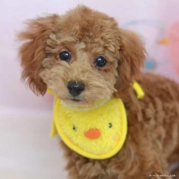 おはあゆ 様のお迎えした子犬