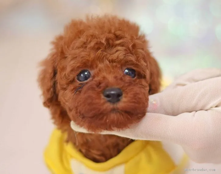 kero 様のお迎えした子犬