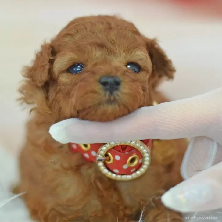 タクトん 様のお迎えした子犬