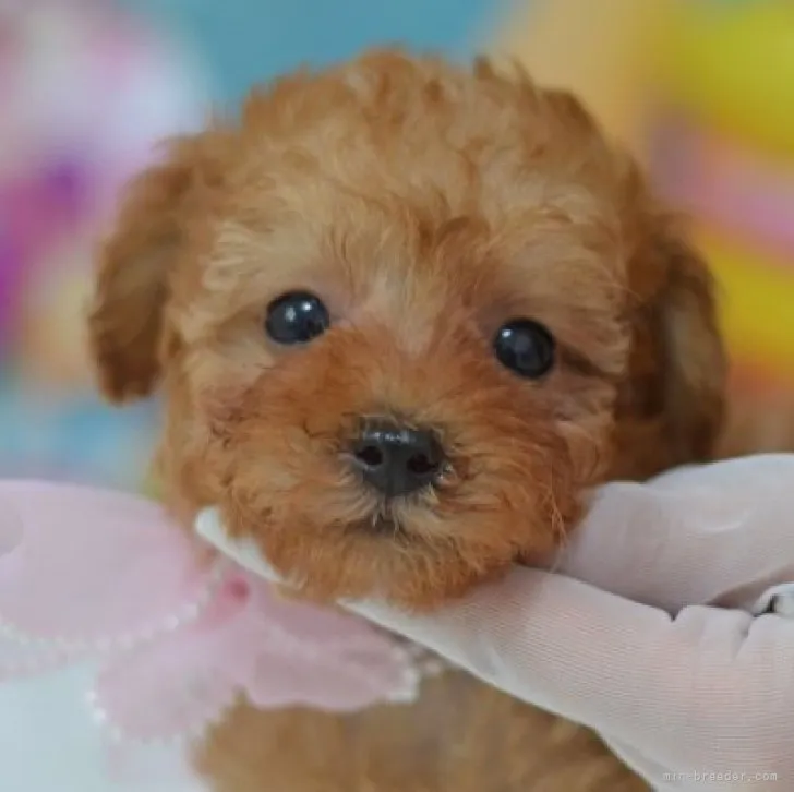 わだっち 様のお迎えした子犬