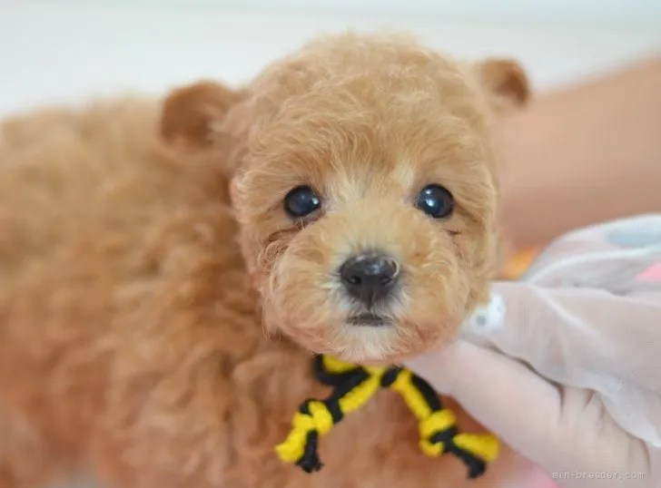 やまやま 様のお迎えした子犬