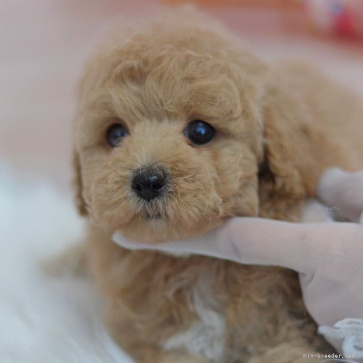 ぽぽみ*＊ ミックス犬 ダップー 子犬 チョコタンカラー ぬいぐるみ ハンドメイド - ぬいぐるみ