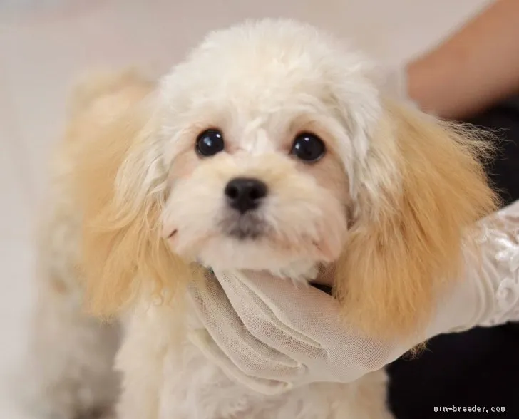 ミックス犬ペキプー【埼玉県・女の子・2019年12月23日・クリーム】の写真1「６月29日影　お耳の毛色がゴージャス」