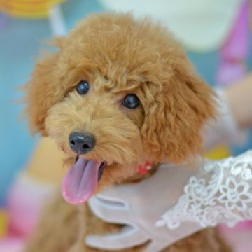 トイプードル(トイ)【埼玉県・男の子・2024年4月3日・レッド】の写真「優しい眼差し☆穏やかに成長中☆小さめサイズ予想」