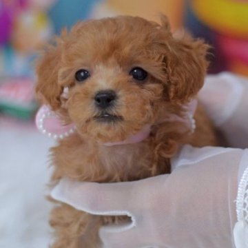 トイプードル(ティーカップ)【埼玉県・女の子・2023年4月19日・レッド】の写真「凜々しいお顔☆ドワーフタイプ☆」