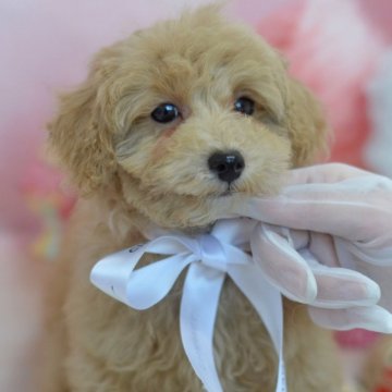 トイプードル(タイニー)【埼玉県・女の子・2023年10月14日・アプリコット】の写真「可愛いおめめが開きました☆」