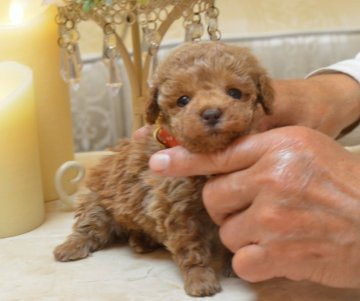 トイプードル(タイニー)【埼玉県・女の子・2018年2月10日・アプリコット】の写真「小さ目タイニーサイズ☆ドワーフタイプ☆ＰＲＡクリア」