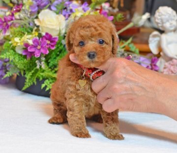 トイプードル(タイニー)【埼玉県・男の子・2016年10月26日・レッド】の写真「毛量抜群☆元気で優しい男の子☆PRAクリア」