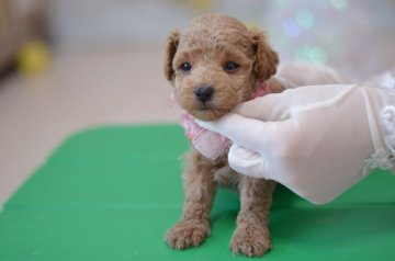 トイプードル(タイニー)【埼玉県・女の子・2020年10月13日・ホワイト クリーム】の写真「可愛いクマ顔☆小さ目タイニー予想☆PRA発症なし」