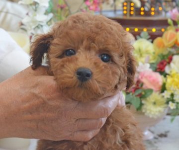 トイプードル(タイニー)【埼玉県・女の子・2019年1月9日・レッド】の写真「足の短いドワーフ☆PRA発症なし」