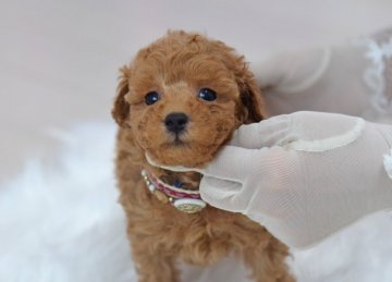 トイプードル(タイニー)【埼玉県・男の子・2021年3月21日・アプリコット】の写真「健やかに成長中☆クマ顔」