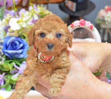 トイプードル(タイニー)【埼玉県・男の子・2016年11月20日・レッド】の写真「小さ目タイニーサイズ予想☆PRAクリア」