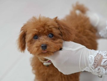 トイプードル(タイニー)【埼玉県・女の子・2020年4月24日・レッド】の写真「大きな目低いお鼻☆小さ目タイニー予想」