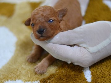 トイプードル(タイニー)【埼玉県・男の子・2021年7月3日・レッド】の写真「濃いレッド☆凜々しいお顔立ち☆健やかに成長中」