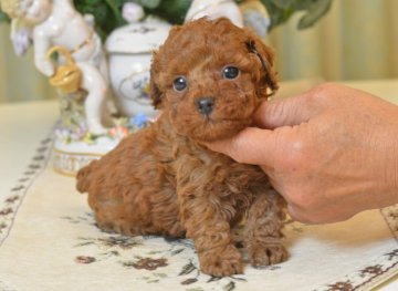 トイプードル(タイニー)【埼玉県・男の子・2017年11月22日・レッド】の写真「可愛いクマ顔☆ＰＲＡクリア」