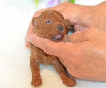 トイプードル(タイニー)【埼玉県・男の子・2016年11月20日・レッド】の写真「小さ目タイニーサイズ予想☆PRAクリア」